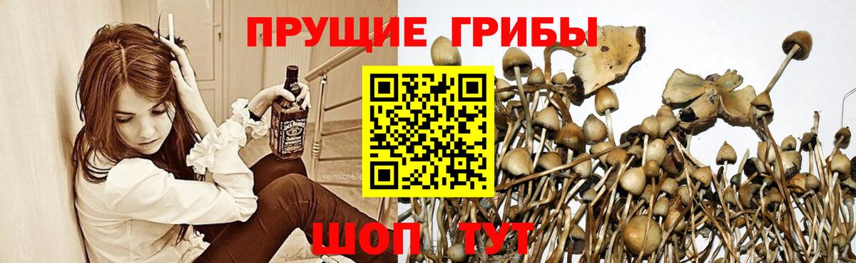 Богородицк  Псилоцибиновые грибы Cubensis  Вход с VPN  Псилоцибиновые грибы Psilocybine cubensis 